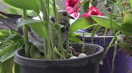 A pigeon that nested in a flower pot panics to protect her eggs as it starts to rain.