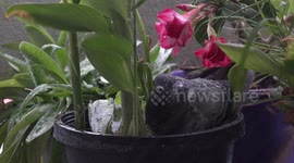 A pigeon has to endure wind and rain in order to protect her eggs, as she site in a flower pot on my balcony.