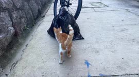 Silly kitten doesn't see a slice of salami under its feet and then purs strangely while eating it