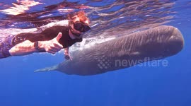 Snorkeling With Gaint Sperm Whales At Mauritius Island - January 2023