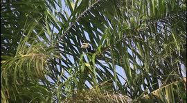 Suddenly this rare bird flew near me and showed its beauty