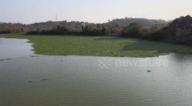 Green Water Hyacinth On A River in Nanning, China