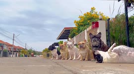 Lazy pet French Bulldog sleeps while siblings pose for picture in Thailand