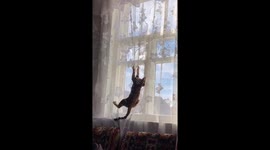 Stuck cat hilariously claws for dear life from curtains