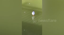 Hapless seagull tries to catch fish swimming under ice