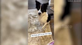 Dog who feared cats finds 'her true calling' and now acts as surrogate mother for fostered KITTENS