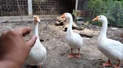temp