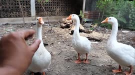 This is the reaction of three white swans when my hands mimic the shape of their lips