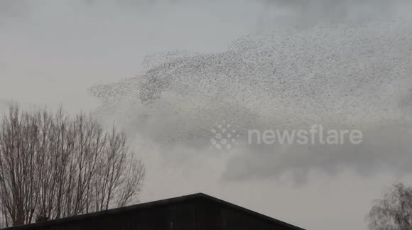 Stunning bird murmuration swoops through the skies over Tewkesbury in Gloucestershire