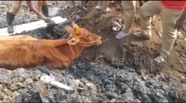 Cow rescued from crater of crud
