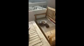 A squirrel flies down a building, every day and I regularly leave her food and water as well.