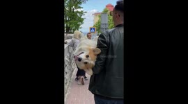 The owner picked up the adorable corgi who was tired of walking