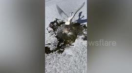 Chinese men rescue little egret trapped in ice on frozen river