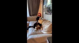 The adorable Bernese Mountain Dog who loves to sit like a human