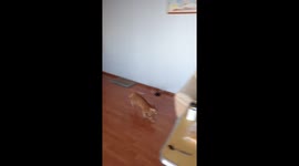 The playful cat who can't stop playing on his hanging rug