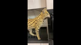 Hungry Savannah cat climbs into microwave to eat food being prepared