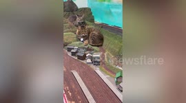 Bossy pet cat blocks toy train and swipes it away while resting on miniature town model