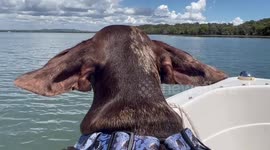 Sausage Dog enjoys the breeze in his ears on his boat