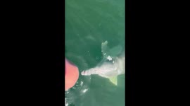 One dolphin obsessed sausage dog