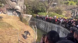 Tourists throw water bottles at chimpanzee sparking anger online in China