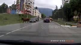 WTF Moment: Cow Runs Into Oncoming Car Causing Collision