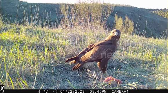 Beautiful footage of bird of prey captured by a trail camera in central Spain