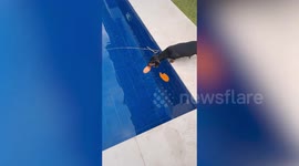 Helpful pet Dachshund dog cleans and scoops up dried leaves floating on their pool