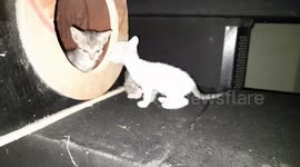 three funny Indian small white, Broun, Broun and white kittens in a wooden box