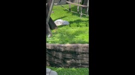 Jahe and baby Rowan at the Memphis Zoo. I was thinking it might be Chickie, the 45 year old Orangutan