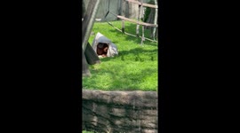 Orangutan mother, baby share heartwarming moment under a blanket