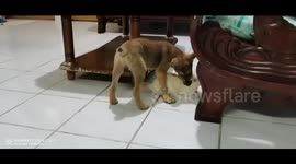 Puppy playing with young cat at Tuaran home. They've been growing up and staying together since birth.