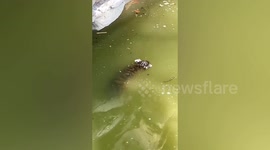 上海动物园回应小老虎落水溺亡