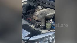 Whopping 6ft-long Godzilla-like monitor lizard found in family's car engine
