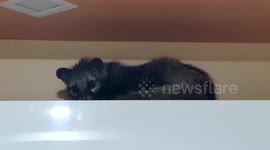 Asian civet rescued from house in central India
