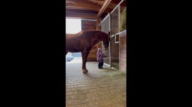 Little 1year old girl girl feeds her favourite horse after riding him.