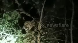 Leopard rescued after being caught in wire snare in western India