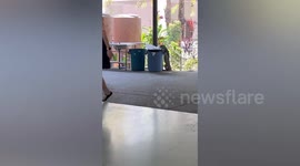Clumsy wild monitor lizard knocks over bin while rummaging for food