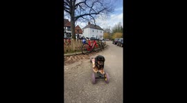 DOG SKATES ON HOVERBOARD