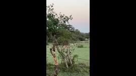 Zebra Escaping A lion Pride on a near death situation  A must watch