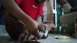 My theatment is cleaning stray kittens after finding them on the street