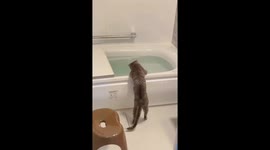 The curious cat is enjoying the water in the bathtub
