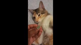 A cat played with its owner