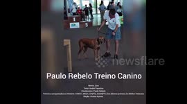 Ribeira Grande Dog Show 1 Azores