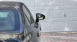 Cardinal attacking its own reflection, inside view, mirror of car