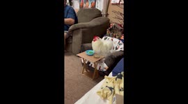Pet house rooster enjoys supper from his own table and chair