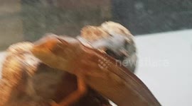 Chmeleon walking on a tree grips with its claws to hold onto the branch