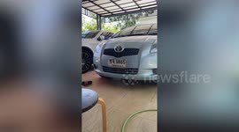 Worried wild snake emerges from family's car after being chased by pet cat