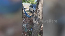 Smart pet parrot seen swaying on hammock on his own