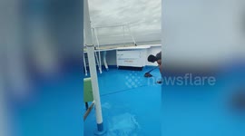 Stowaway monitor lizard plays hide and seek with frantic ferry crew