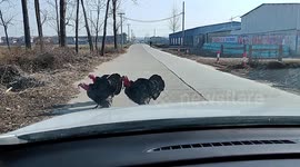Turkeys gobble in sync when motorist honks car horn